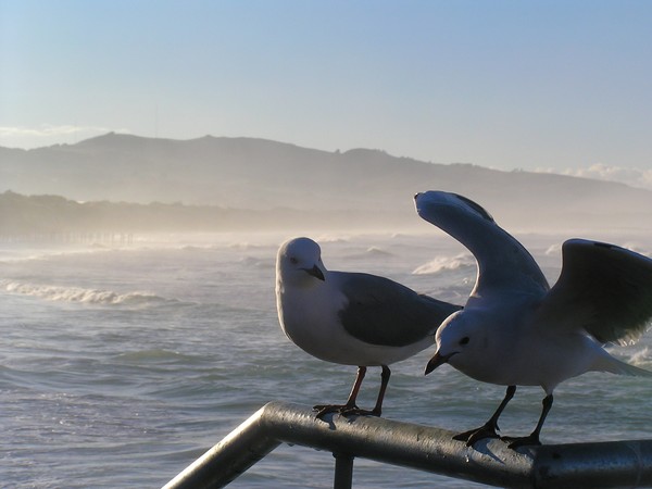 The Gulls at St Clair were angry - no food from me